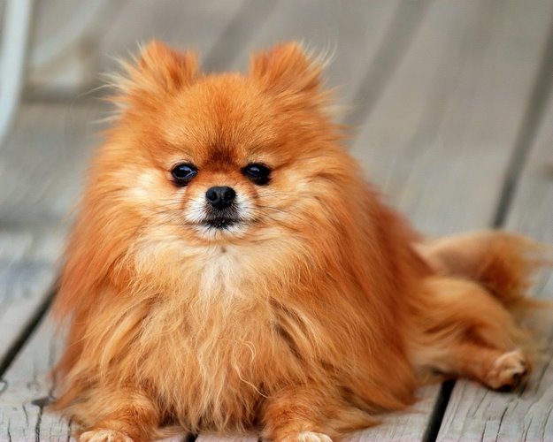 波美拉尼亚犬