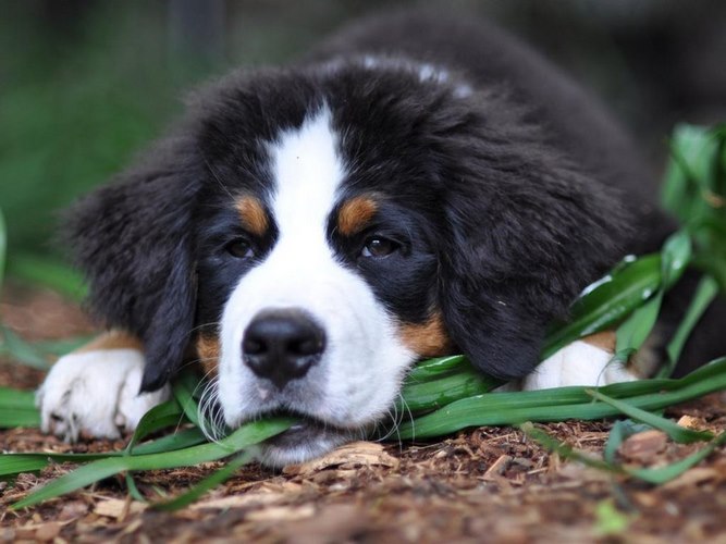 伯尔尼兹山地犬