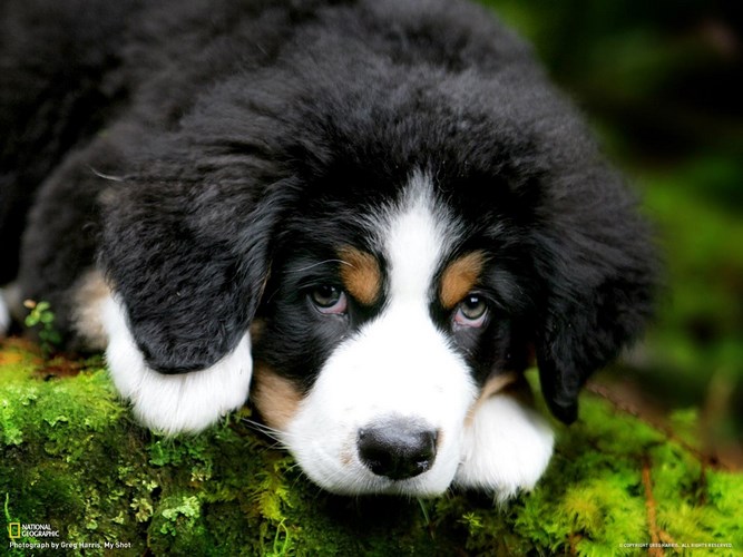伯尔尼兹山地犬