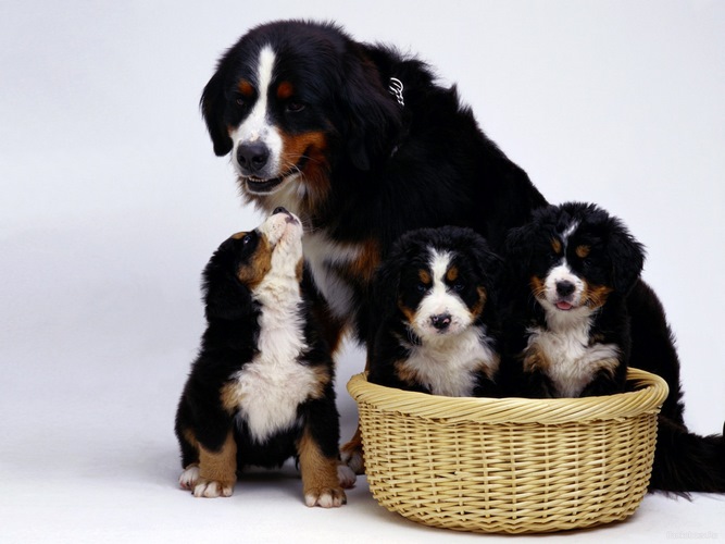 伯尔尼兹山地犬