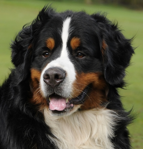 伯尔尼兹山地犬