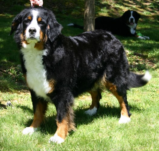 伯尔尼兹山地犬
