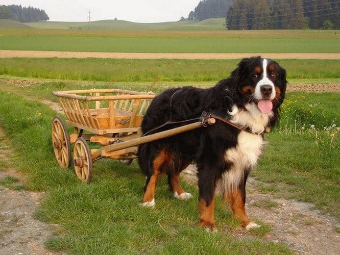 伯尔尼兹山地犬