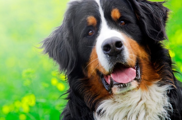 伯尔尼兹山地犬
