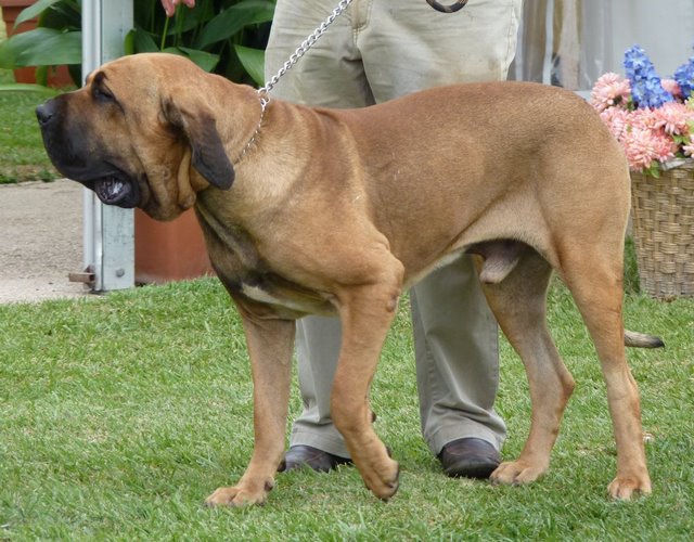 巴西菲勒犬