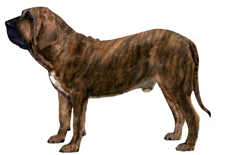 巴西菲勒犬