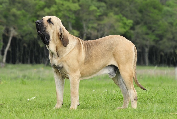 巴西菲勒犬