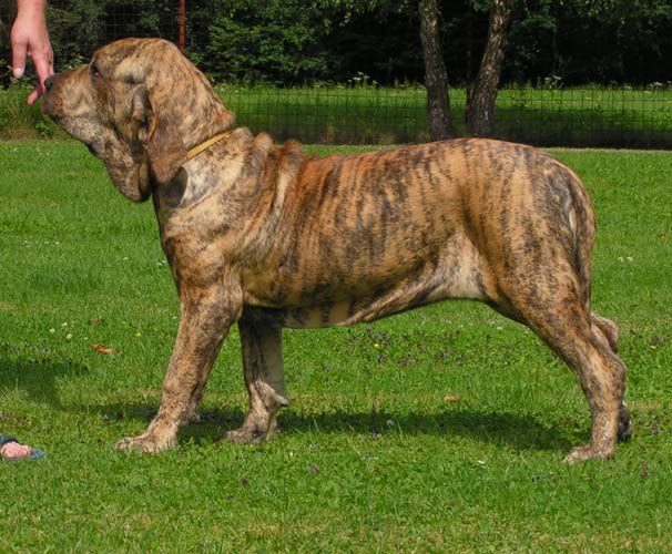 巴西菲勒犬
