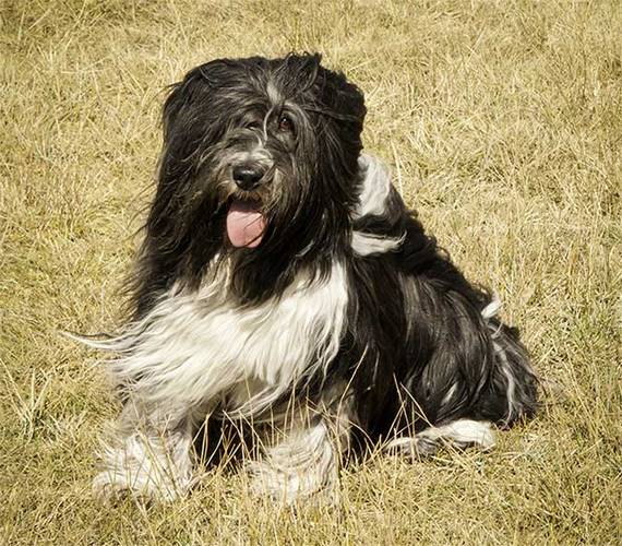 波兰低地牧羊犬