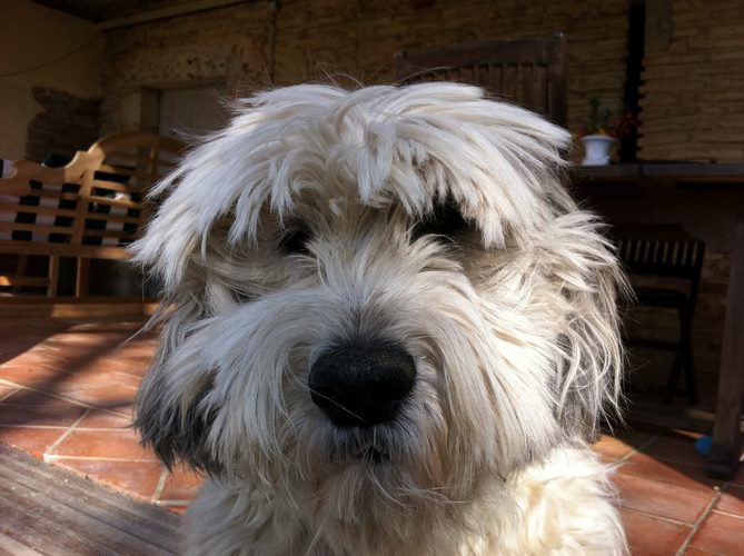 波兰低地牧羊犬