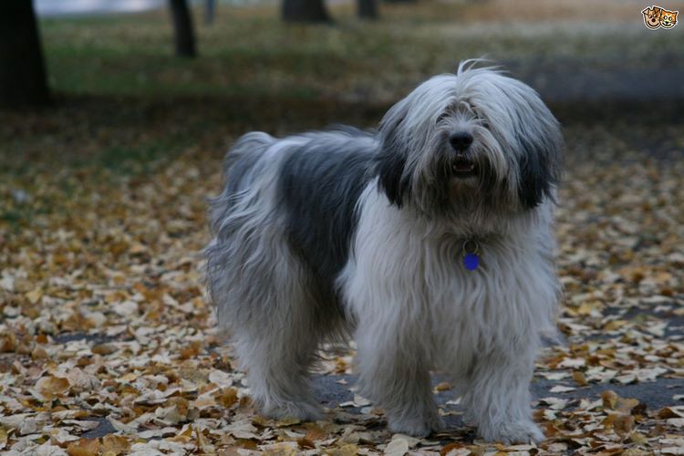波兰低地牧羊犬
