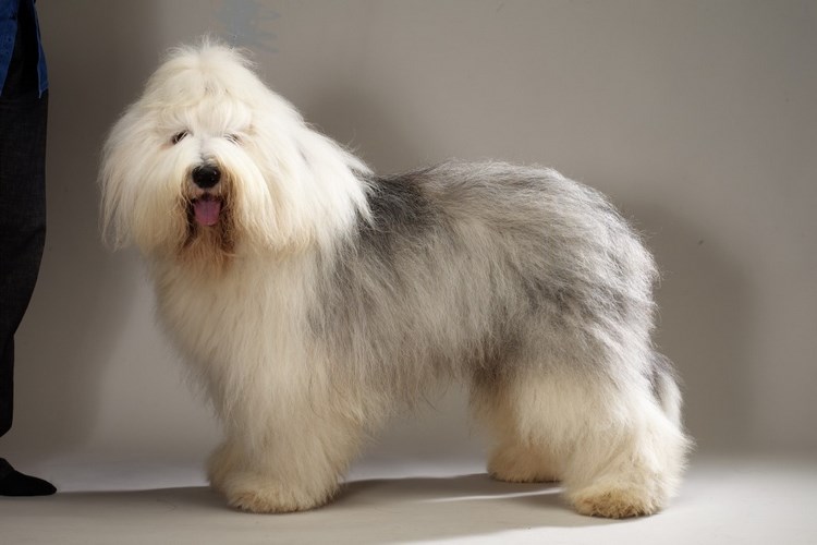 波兰低地牧羊犬