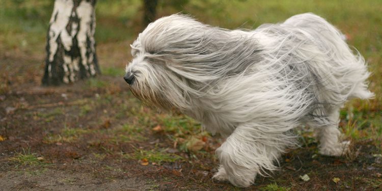 波兰低地牧羊犬