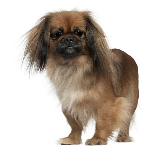 北京犬