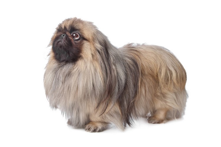 北京犬