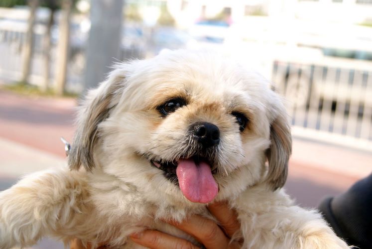 北京犬
