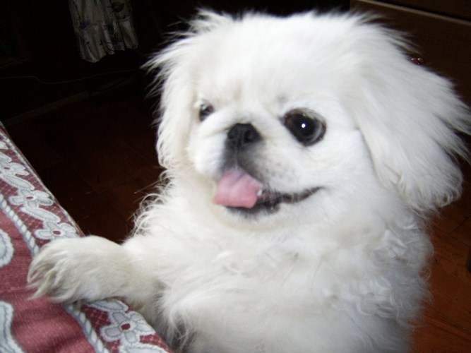 北京犬