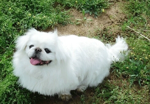 北京犬