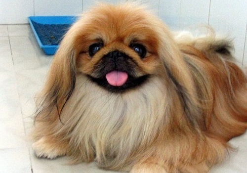 北京犬
