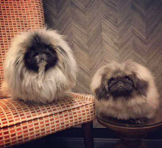 北京犬