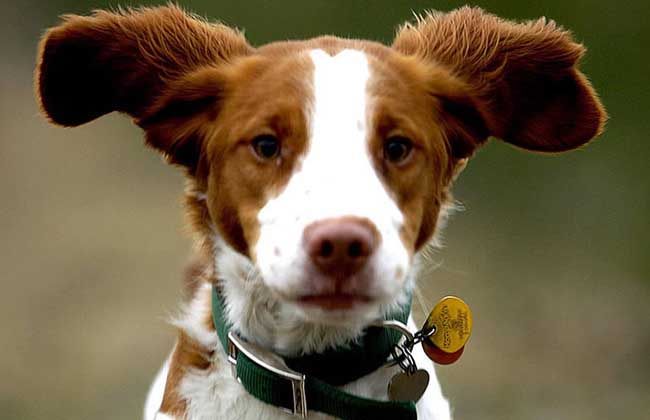 布列塔尼犬