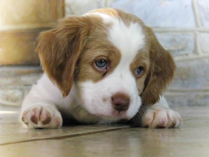 布列塔尼犬
