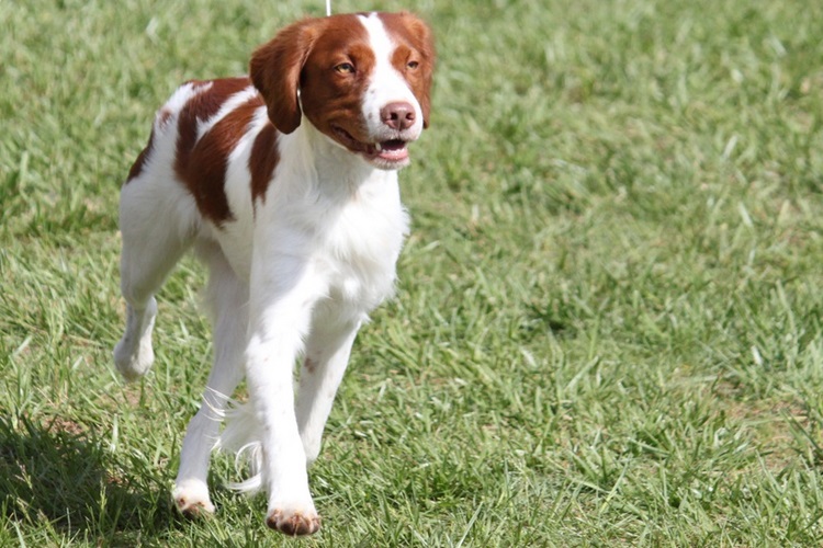 布列塔尼犬