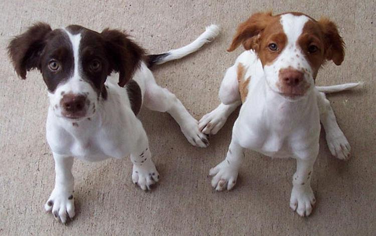 布列塔尼犬