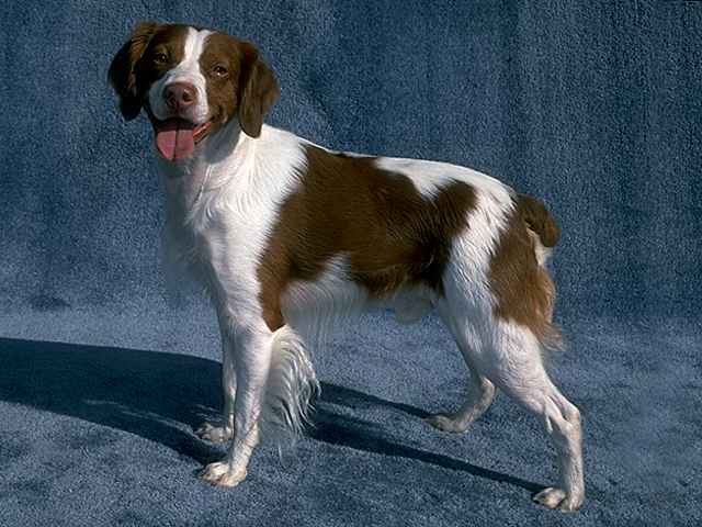 布列塔尼犬