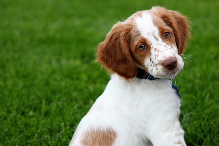 布列塔尼犬