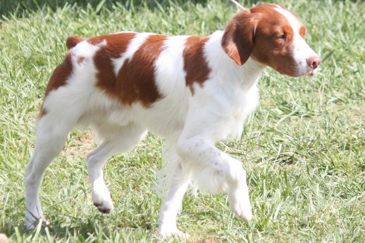 布列塔尼犬