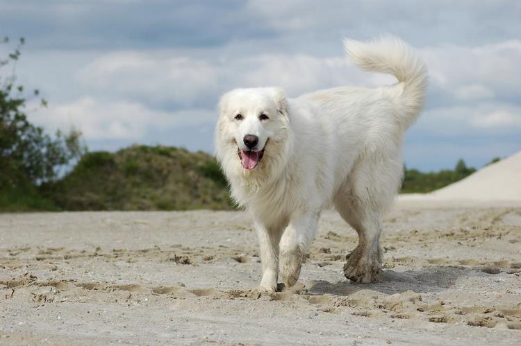 比利牛斯山犬
