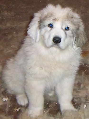 比利牛斯山犬