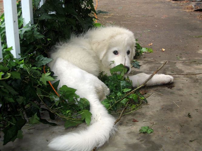 比利牛斯山犬