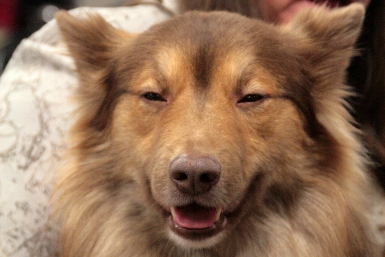 冰岛牧羊犬