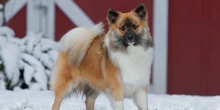 冰岛牧羊犬