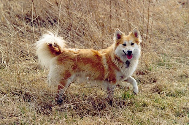 冰岛牧羊犬