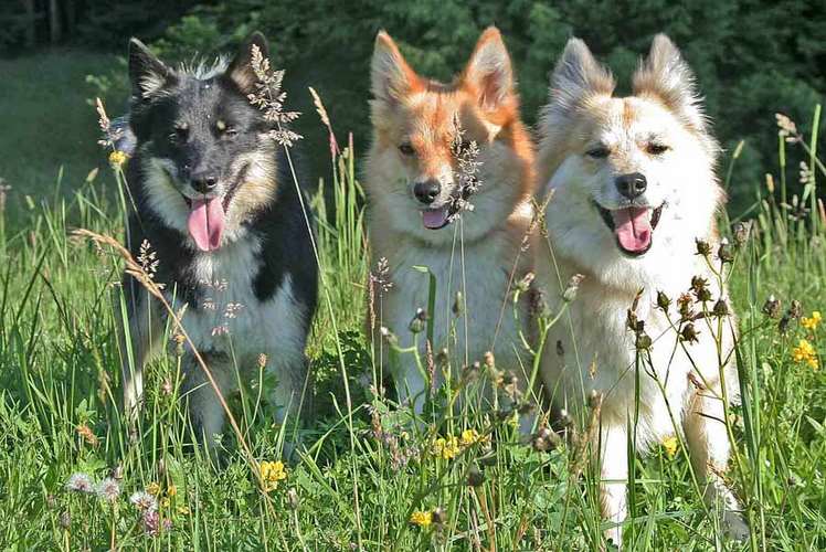 冰岛牧羊犬