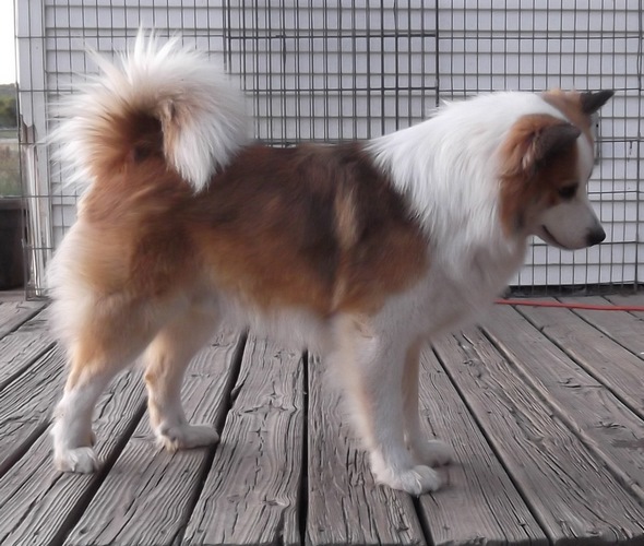 冰岛牧羊犬