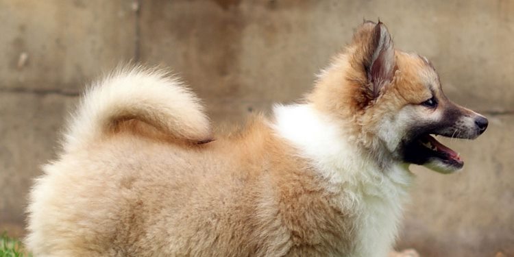 冰岛牧羊犬