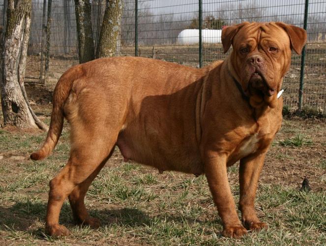 波尔多犬