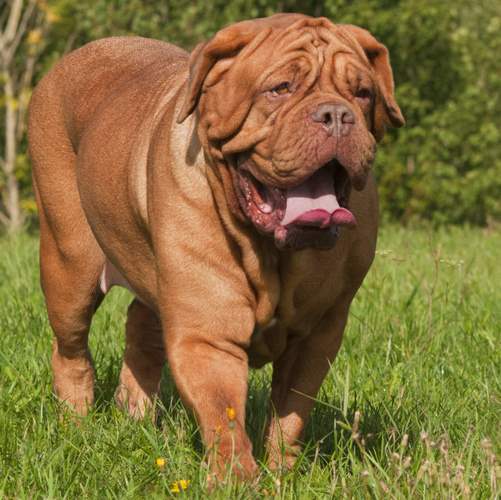 波尔多犬