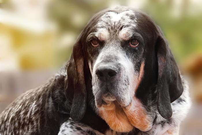 布鲁克浣熊猎犬
