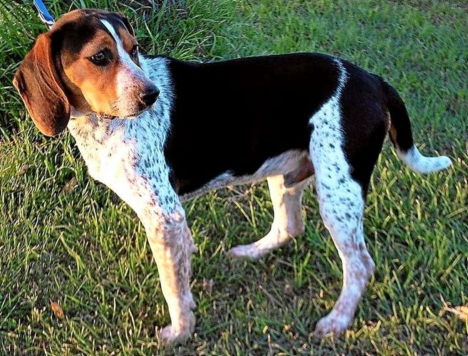布鲁克浣熊猎犬