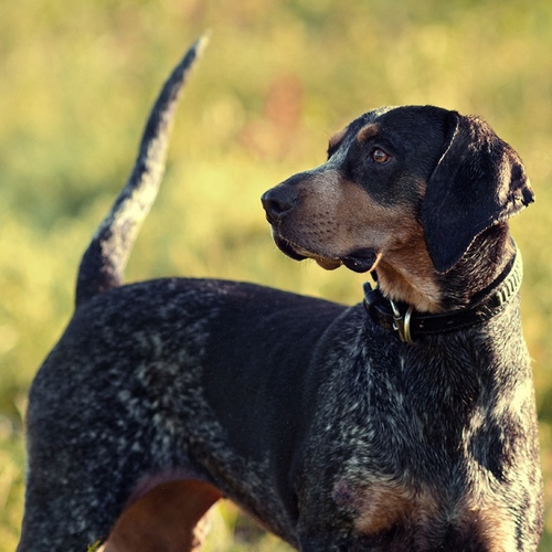 布鲁克浣熊猎犬