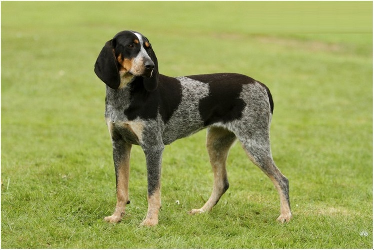 布鲁克浣熊猎犬