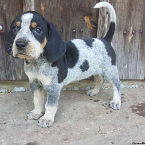 布鲁克浣熊猎犬