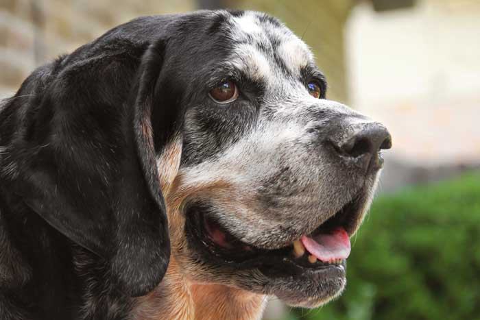 布鲁克浣熊猎犬