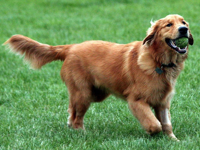 博伊金猎犬