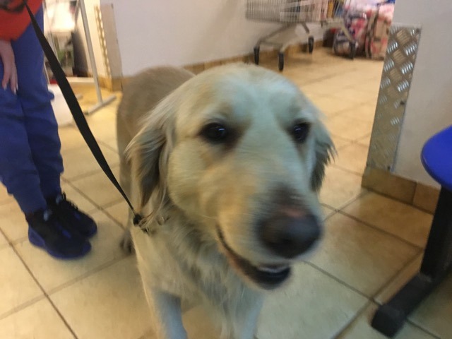 博伊金猎犬